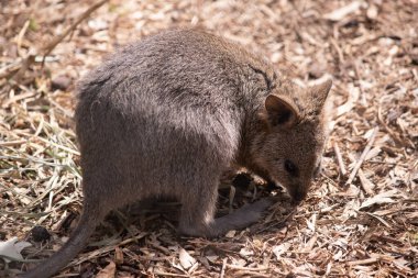 Quokka, kalın, kaba, gri-kahverengi tüylü ve hafif alt parçalı küçük bir valabidir. Burnu çıplak ve kulakları kısa..