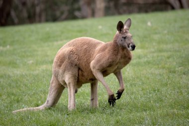 Erkek kırmızı kanguruların kırmızı-kahverengi kürkü vardır. Pençeli pençeleriyle üst uzuvları kısalmış..