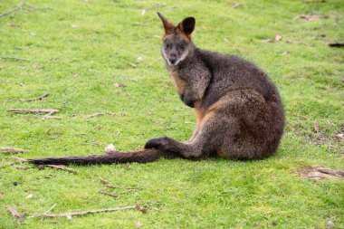 Bataklık valabisinin gri bir yüzü ve uzun bir kuyruğu olan kahverengi ve gri bir arkası vardır. Pençeleri siyah
