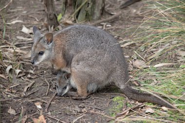 Tammar Wallaby 'nin çantasında Joey var.