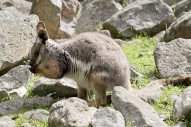Bu genç sarı ayaklı kaya valabisi havuç yiyor.