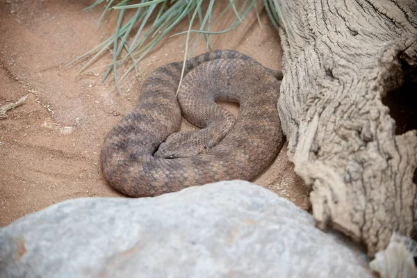 he common death adder has a broad flattened, triangular head and a thick body with bands of red, brown and black with a grey, cream or pink belly.