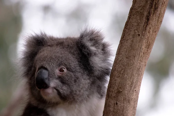 Koala Velkou Kulatou Hlavu Velké Chlupaté Uši Velký Černý Nos — Stock fotografie