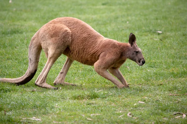 Male red kangaroos have red-brown fur. They have shortened upper limbs with clawed paws.