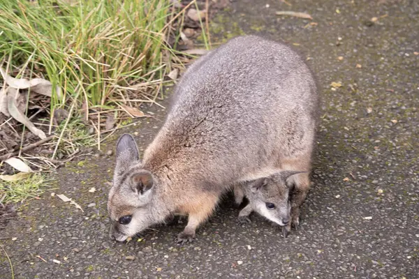 stock image the tammar wallaby  has dark greyish upperparts with a paler underside and rufous-coloured sides and limbs. The tammar wallaby has white stripes on its face.