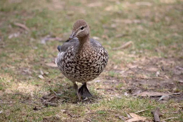 The females have a paler head with two white stripes, above and below the eye, a speckled breast and flanks, with a white lower belly and undertail