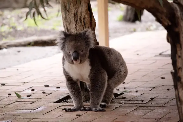 Koala Une Grosse Tête Ronde Grandes Oreilles Poilues Gros Nez Image En Vente