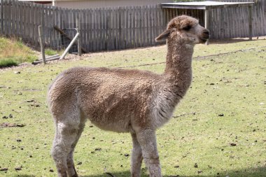 Alpaka, uzun bacakları, boynu, küçük kafaları ve büyük sivri kulakları olan ince gövdeli hayvanlardır. Yumuşak tüylerle kaplanmışlar.