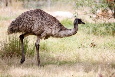 Emus 'lar koyu kahverengiden gri-kahverengi ve siyah uçlu ilkel tüylerle kaplıdır. Emu 'nun boynu mavimsi siyah ve tüysüz..