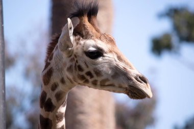 Zürafa tüm memelilerin en uzunudur. Bacaklar ve boyun son derece uzundur. Zürafanın kısa bir gövdesi, uzun bir kuyruğu, kısa bir yelesi ve kısa deri kaplı boynuzları vardır..