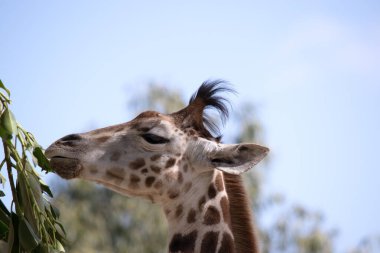 Zürafa tüm memelilerin en uzunudur. Bacaklar ve boyun son derece uzundur. Zürafanın kısa bir gövdesi, uzun bir kuyruğu, kısa bir yelesi ve kısa deri kaplı boynuzları vardır..