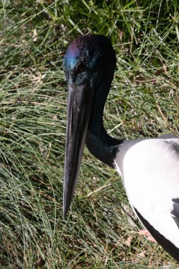 Jabiru 'nun başı ve boynu parlak yeşil ve mor bir parıltıyla siyahtır. Erkeğin gözleri siyah, dişinin gözleri sarı.