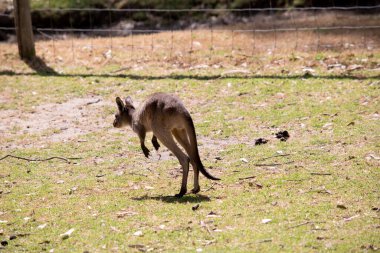 Kanguru Adası Kanguru Joey 'nin göbeğinin altında beyaz, açık kahverengi bir vücudu vardır. Ayrıca siyah ayakları ve pençeleri var.