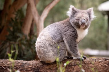 Koala 'nın büyük yuvarlak bir kafası, büyük tüylü kulakları ve büyük siyah bir burnu var. Kürkleri genellikle gri-kahverengidir. Göğsünde, iç kollarında, kulaklarında ve altında beyaz kürkleri vardır..