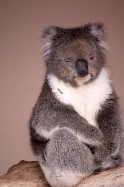 Koala 'nın büyük yuvarlak bir kafası, büyük tüylü kulakları ve büyük siyah bir burnu var. Kürkleri genellikle gri-kahverengidir. Göğsünde, iç kollarında, kulaklarında ve altında beyaz kürkleri vardır..