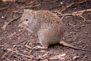 Uzun burunlu Potoro 'ların burunlarından burnuna kadar uzanan küçük bir deri parçasıyla sivrilen uzun bir burnu vardır..