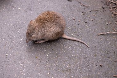 Uzun burunlu Potoro 'ların burunlarından burnuna kadar uzanan küçük bir deri parçasıyla sivrilen uzun bir burnu vardır..