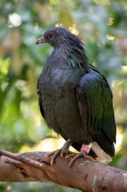 Nikobar güvercin genel renklendirmesi koyu yeşil yanardöner, kısa beyaz kuyruklu. Boyun tüyleri bakır ve yeşilimsi tonlarla yeşildir..