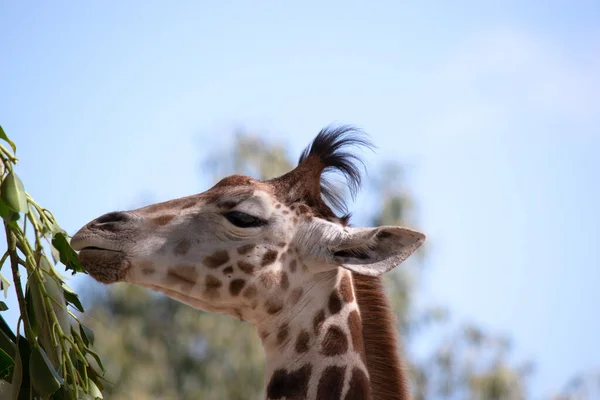 Girafa Mais Alta Todos Mamíferos Pernas Pescoço São Extremamente Longos — Fotografia de Stock