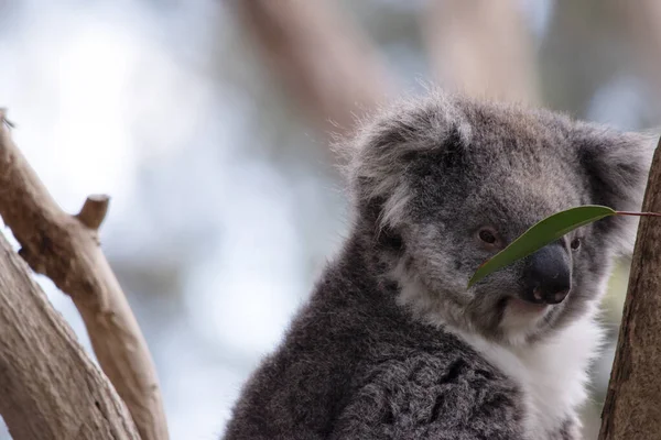 Koala Une Grosse Tête Ronde Grandes Oreilles Poilues Gros Nez — Photo