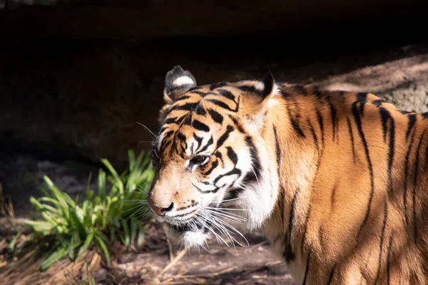 Νεαρές Τίγρεις Έχουν Μια Χρυσή Γούνα Σκούρες Ρίγες Τίγρης Είναι — Φωτογραφία Αρχείου