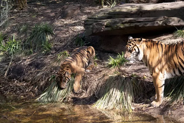 Молоді Тигри Мають Золоте Хутро Темними Смугами Тигр Найбільший Дикий — стокове фото