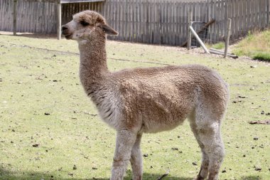 Alpaka, uzun bacakları, boynu, küçük kafaları ve büyük sivri kulakları olan ince gövdeli hayvanlardır. Yumuşak tüylerle kaplanmışlar.