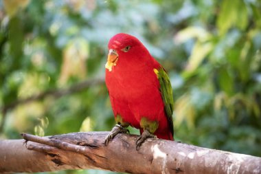 Geveze lorinin kırmızı bir vücudu ve şöminenin üzerinde sarı bir yaması var. Kanatlar ve uyluk bölgeleri yeşil ve kanat kapakları sarı. Kuyruğu yeşil, ucu mavi..