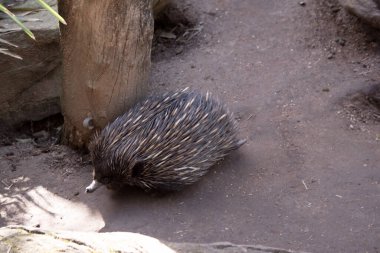 Kısa burunlu olanın sert pençeli ayakları ve kahverengimsi bir vücudun üst kısmında dikenleri vardır.. 