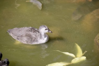 Esmer bozkır tavuğu, turuncu ve sarı frontal kalkanı olan siyah tüyleri olan bir su kuşudur.