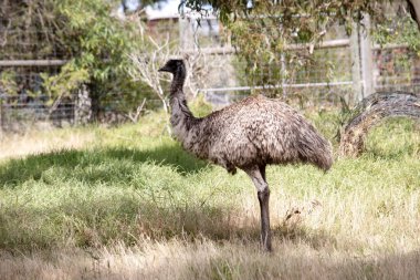 Emus 'lar koyu kahverengiden gri-kahverengi ve siyah uçlu ilkel tüylerle kaplıdır. Emu 'nun boynu mavimsi siyah ve tüysüz..