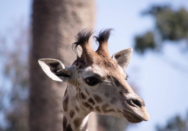 Zürafa tüm memelilerin en uzunudur. Bacaklar ve boyun son derece uzundur. Zürafanın kısa bir gövdesi, uzun bir kuyruğu, kısa bir yelesi ve kısa deri kaplı boynuzları vardır..