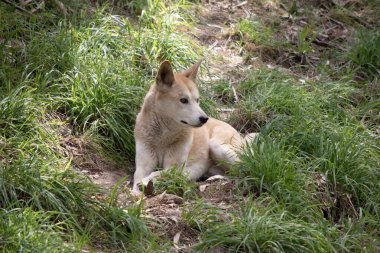 Dingolar köpek gibi kurttur. Uzun bir ağızlıkları, dik kulakları ve güçlü pençeleri vardır. Genellikle zencefilli bir ceketleri olur ve çoğunun ayaklarında, kuyruğunda ve göğsünde beyaz işaretler vardır..