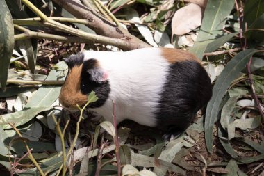 Gine domuzları küçük, şişman, kısa kulaklı, neredeyse kuyruksuz, evcil kemirgenlerdir. Genellikle evcil hayvan olarak tutulurlar.