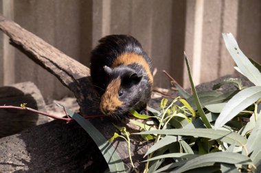 Gine domuzları küçük, şişman, kısa kulaklı, neredeyse kuyruksuz, evcil kemirgenlerdir. Genellikle evcil hayvan olarak tutulurlar. 