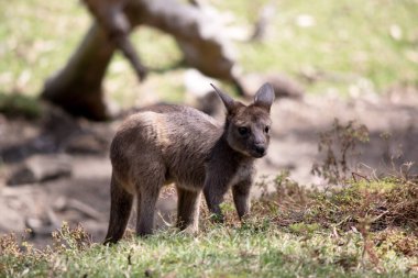 Kanguru Adası Kanguru Joey 'nin göbeğinin altında beyaz bir gövdesi vardır. Ayrıca siyah ayakları ve pençeleri var.