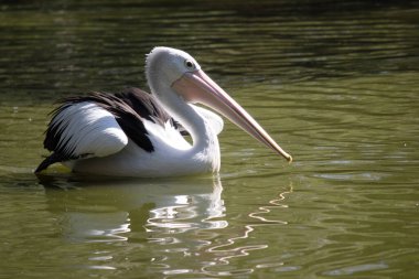 Avustralya pelikanları en büyük uçan kuşlardan biridir. Beyaz bir vücutları, kafaları ve siyah kanatları vardır. Büyük pembe bir banknotları var..