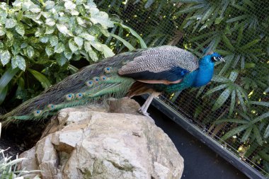 Tavus kuşları yanardöner kuyruklarıyla bilinen büyük, renkli mavi sülünlerdir.