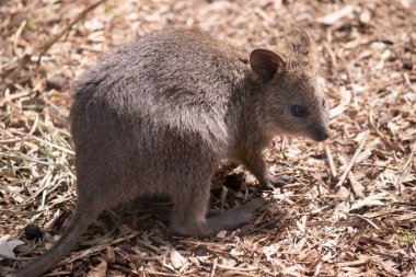 Quokka, kalın, kaba, gri-kahverengi tüylü ve hafif alt parçalı küçük bir valabidir. Burnu çıplak ve kulakları kısa..