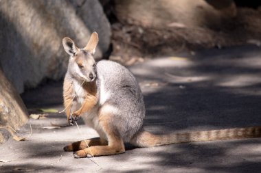 Sarı ayaklı kaya valabisi beyaz yanak çizgisi ve turuncu kulaklarıyla parlak renklidir..