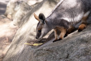 Sarı ayaklı kaya valabisi beyaz yanak çizgisi ve turuncu kulaklarıyla parlak renklidir..