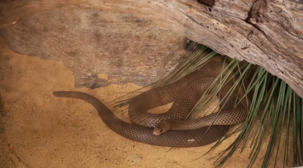 The Eastern Brown Snake is a long and slender snake; its upper surface is usually pale brown to dark brown and uniform in colour.