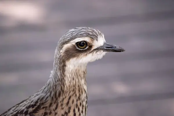 stock image The bush stone curlew has grey-brown feathers with black streaks, a white forehead and eyebrows, a broad, dark-brown eye stripe and golden eyes