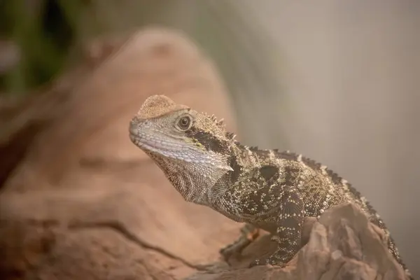 stock image The Water Dragon can be identified by a distinctively deep angular head and nuchal crest of spinose scales that joins the vertebral crest extending down the length of its body to the tail.