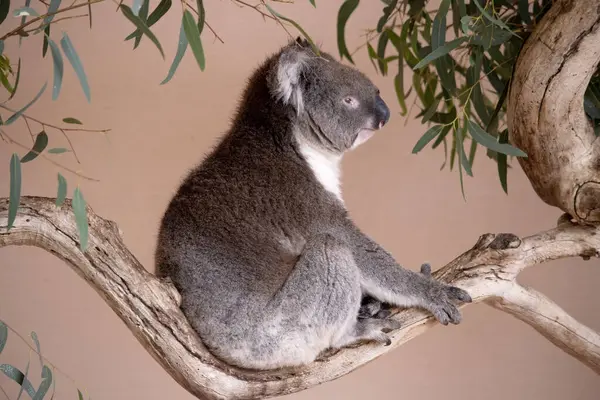 Koala Une Grosse Tête Ronde Grandes Oreilles Poilues Gros Nez Photo De Stock