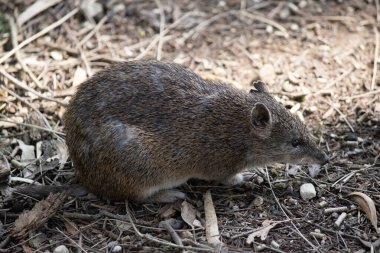 Bandicootlar bir tavşan büyüklüğündedir ve sivri burunları, kamburları, ince kuyrukları ve büyük arka ayakları vardır.