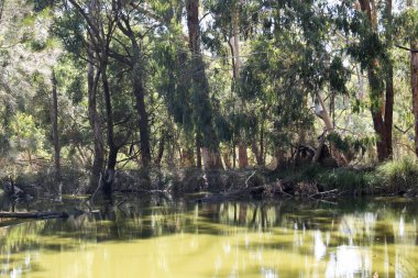 Avustralya son birkaç yıldır kuraklık içinde olduğu için bu alışılmadık bir durum.
