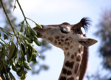 Zürafa tüm memelilerin en uzunudur. Bacaklar ve boyun son derece uzundur. Zürafanın kısa bir gövdesi, uzun bir kuyruğu, kısa bir yelesi ve kısa deri kaplı boynuzları vardır..