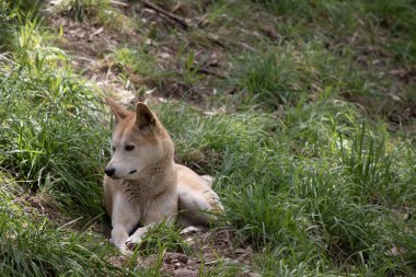 Dingolar köpek gibi kurttur. Uzun bir ağızlıkları, dik kulakları ve güçlü pençeleri vardır. Genellikle zencefilli bir ceketleri olur ve çoğunun ayaklarında, kuyruğunda ve göğsünde beyaz işaretler vardır..