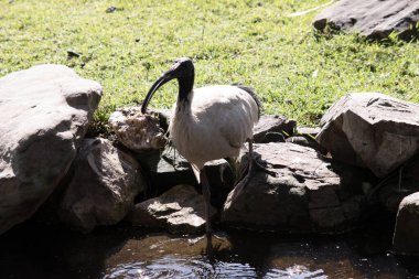 Avustralya Beyaz Ibis ağırlıklı olarak beyaz tüylü, tüysüz siyah başlı, boyunlu ve bacaklı olarak karakterize edilir.. 